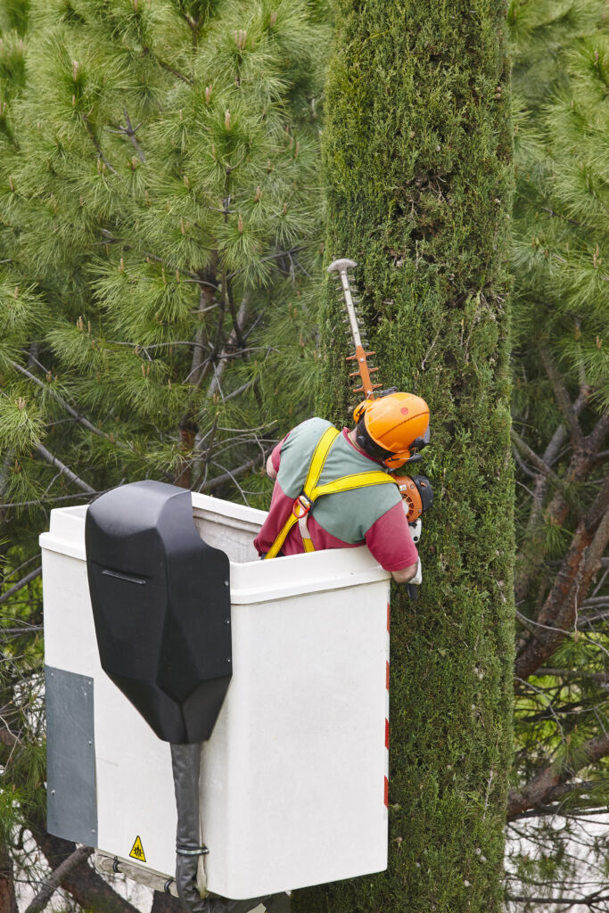 Tree Service Oklahoma County OK