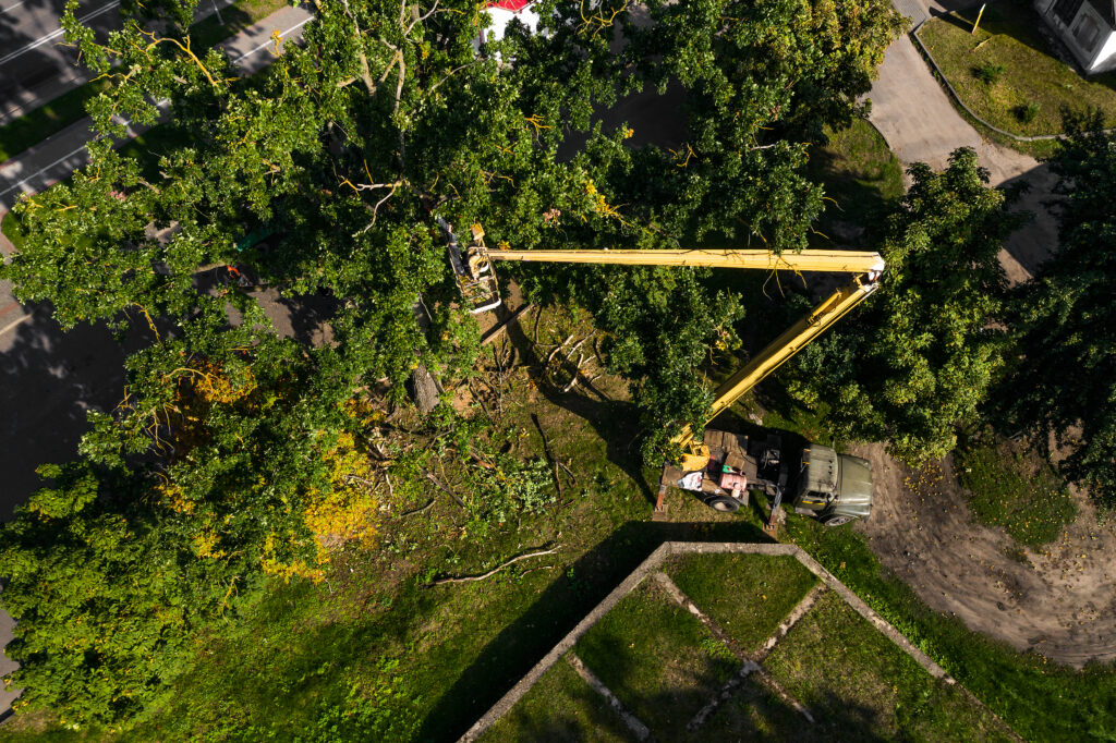 Tree Removal Edmond OK